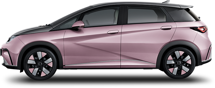 side-model-dolphin